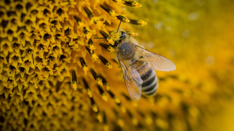 H NAK Katsiberis συμβάλλει στη διάσωση 9,6 εκατ. μελισσών του Έβρου