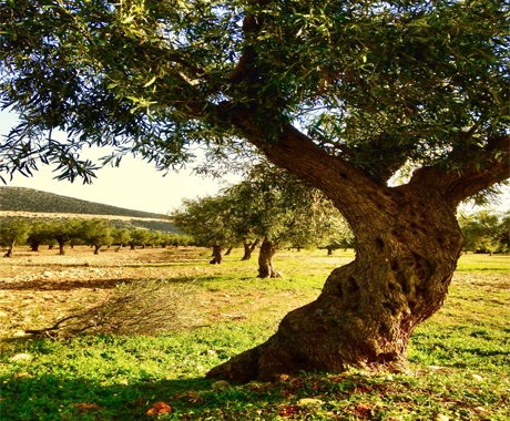 Οι διαμεσολαβούντες πρέπει να γνωρίζουν