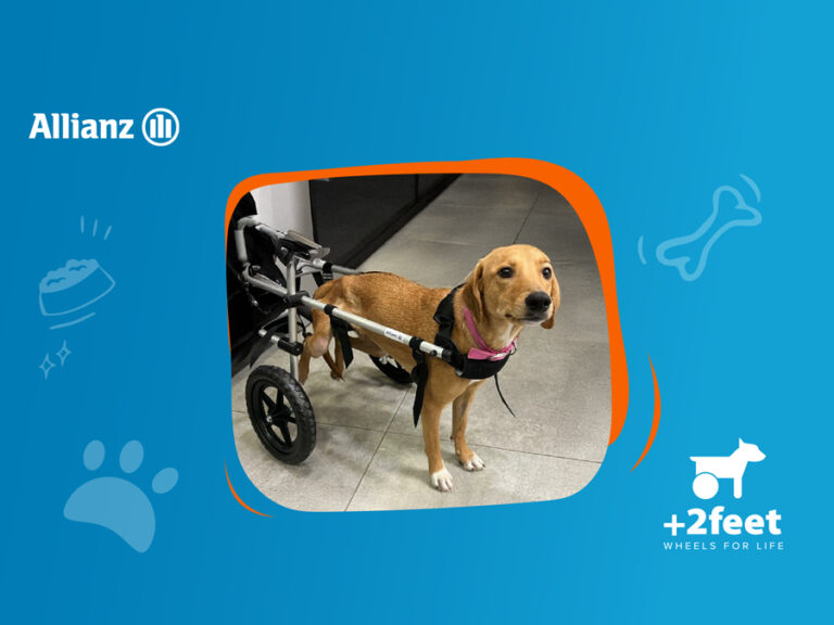 Allianz & Plus2Feet προσφέρουν ελπίδα και κίνηση σε ζώα με αναπηρία