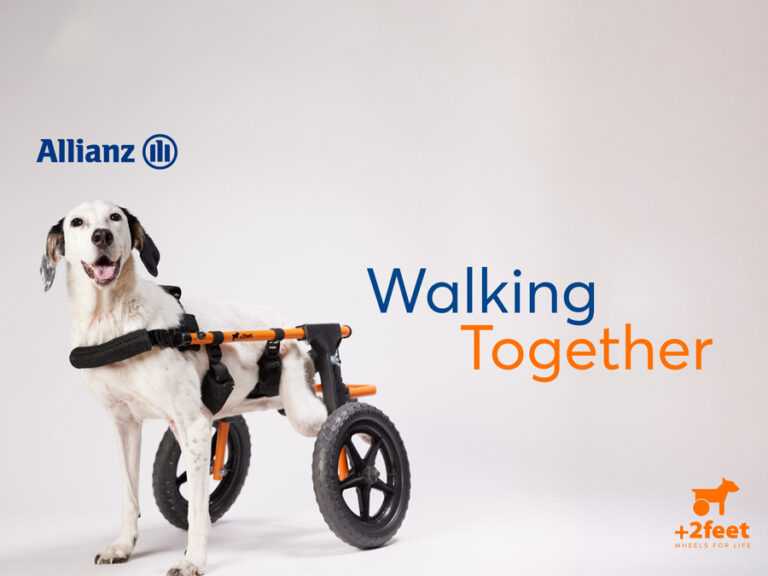 Allianz και Plus2Feet: Το “Walking Together” συνεχίζει να δίνει κίνηση σε ζώα που το έχουν ανάγκη
